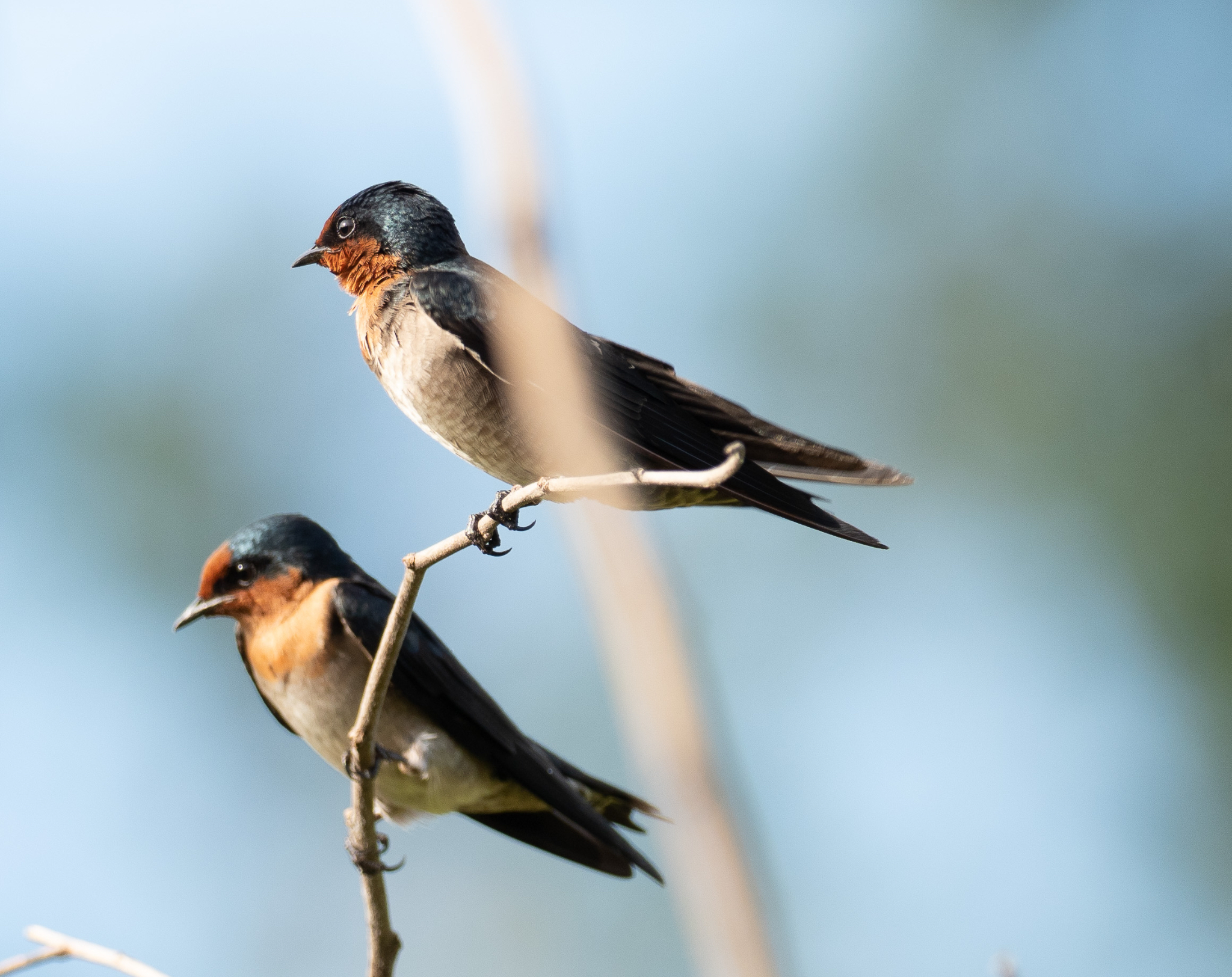 Pacific Swallow pair